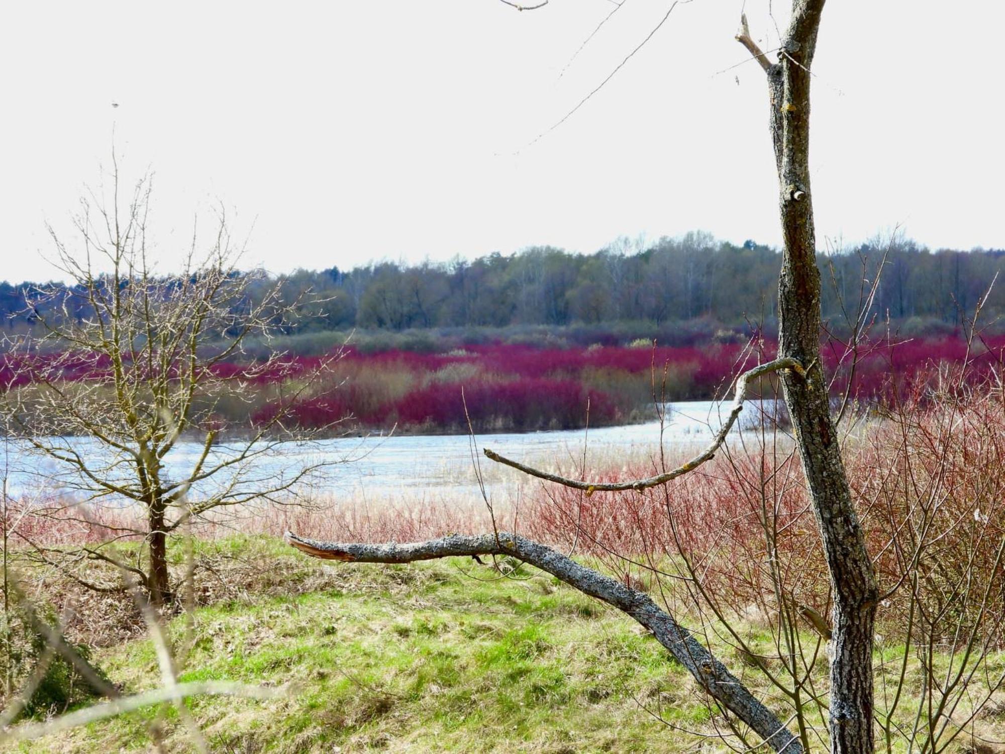 Noclegi Nad Biebrza Stara Szkola Wrocen Exterior foto